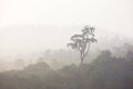 Forest with the mist in the morning ,thailand Royalty Free Stock Photo