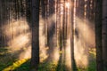 Forest and mist at sunrise light