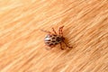 Forest mite on dog hair. Tick Royalty Free Stock Photo