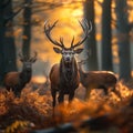 Forest monarch Stag during rutting season, UK wild deer