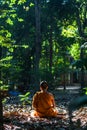 Forest monk Royalty Free Stock Photo