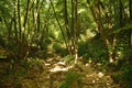 Forest on Monte Purgessimo in Italy Royalty Free Stock Photo