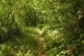 Forest on Monte Purgessimo in Italy Royalty Free Stock Photo