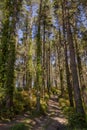 Forest of Monterey pine