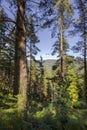 Forest of Monterey pine