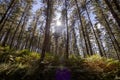 Forest of Monterey pine, Pinus radiata