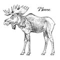 Forest Moose, Wild animal. Symbol of the north. Vintage monochrome style. Mammal in Europe. Engraved hand drawn sketch