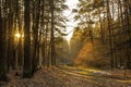 Forest in the morning. The sun shines through the trees. The road leads into the forest. Royalty Free Stock Photo