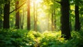 forest in the morning, with sunlight, HD image Royalty Free Stock Photo