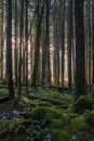 Forest with morning sunlight. Misty rainforest and bright sun beams through trees branches, autumn dark woodland Royalty Free Stock Photo