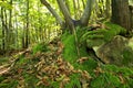 Forest and moss Royalty Free Stock Photo