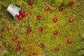 Forest moss with bucket and red hearts