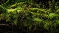 Forest moss close up texture highly detailed