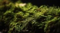 Forest moss close up texture highly detailed