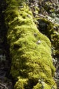 Forest - Moss covered tree bole