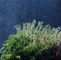 Forest moss in the early morning under drizzling rain and sun