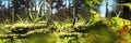 Forest with moss, fern and light bokeh