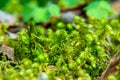 Forest moss in the forest creates a favorable environment for the development of the forest community of organisms