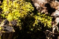 Forest Moss