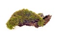 Forest moss isolated Royalty Free Stock Photo