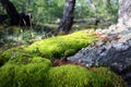 Forest moss