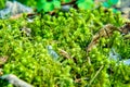 Forest moss in the spring forest close-up and selective focus