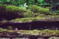 forest, moss, stumps and snags