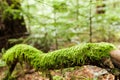 Forest moss thick on branch. Copy space for text. Wild background Royalty Free Stock Photo
