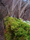 Forest moss on a tree close up macro photo. Royalty Free Stock Photo