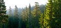 Forest at Mount Rainier National Park at sunrise Royalty Free Stock Photo