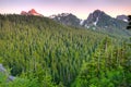 Forest at Mount Rainier National Park, USA Royalty Free Stock Photo