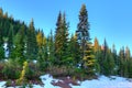 Forest at Mount Rainier National Park, USA Royalty Free Stock Photo