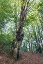 Beech trees in Bieszczady