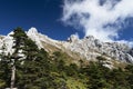 Forest on mountain with bare peak landscape at high altitude area