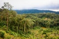 Forest and mountain in Dalat, Vietnam