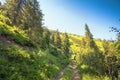 Forest mountain dirt road Royalty Free Stock Photo