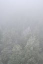 Forest Mountain landscape with creeping fog. High peaks in the clouds, cold weather. Tourism in the forest. top view of the foggy