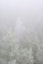 Forest Mountain landscape with creeping fog. High peaks in the clouds, cold weather. Tourism in the forest. top view of the foggy