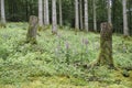 Forest mountain meadow with blooming flowers digitalis purpurea