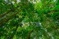 Forest or mountain at Mentawai Island