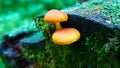 Forest mountain mushrooms detail Royalty Free Stock Photo