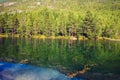 Forest on the mountain shore of the lake