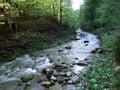 A forest mountain stream on its way down Royalty Free Stock Photo