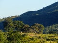 Forest with mountains around and abandoned corral located in the rural region of Jardim das Oliveiras.