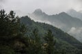 Forest in mountains in fog and clouds Royalty Free Stock Photo