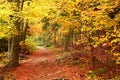 Autumn impressions in fairytale colors from the mountains, remarkable autumn colors in the mountain forest, Royalty Free Stock Photo