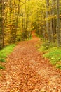 Autumn path  impressions in fairytale colors from the mountains, remarkable autumn colors in the mountain forest, Royalty Free Stock Photo