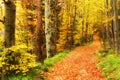 Autumn path  impressions in fairytale colors from the mountains, remarkable autumn colors in the mountain forest, Royalty Free Stock Photo