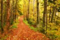 Autumn path  impressions in fairytale colors from the mountains, remarkable autumn colors in the mountain forest, Royalty Free Stock Photo