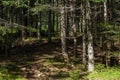 Forest in the mountains in the national park Durmitor, Montenegro Royalty Free Stock Photo